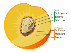 Drupe fruit diagram-en