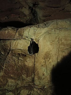 Echo Caves Bat