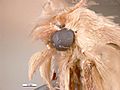 Eldana saccharina head