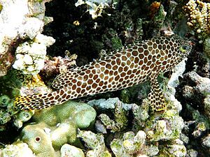 Epinephelus merra Maldives 01
