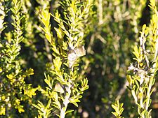 Eremaea pauciflora (fruit)