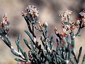 Eriogonum pelinophilum.jpg