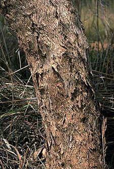 Eucalyptus argillacea bark