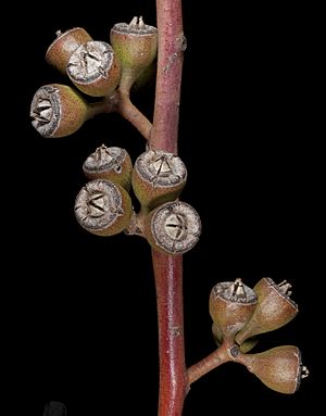 Eucalyptus concinna - Flickr - Kevin Thiele