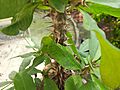Euphorbia milii bd3