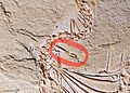 Eupodophis descouensi Holotype hind leg
