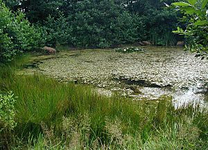 Eutrophic pond