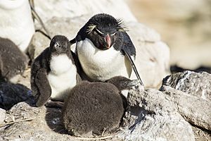FAL-2016-New Island, Falkland Islands-Rockhopper penguin (Eudyptes chrysocome) 02