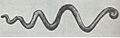 Fifield copper serpent