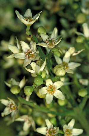 Flindersia schottiana flowers