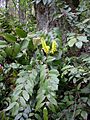Forest park oregon grape flowering P3932