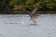 Fort De Soto Park (8416017620)