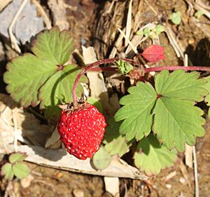 Fragaria iinumae Facts for Kids