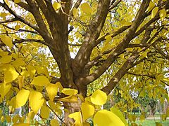 Gelso da carta - autunno