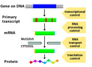 Gene expression control