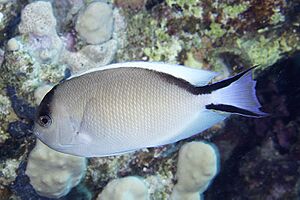 Genicanthus caudovittatus female.jpg