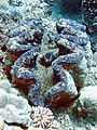 Giant clam or Tridacna gigas