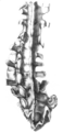 Gideon mantell spine2