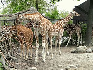 Giraffes - Copenhagen Zoo - DSC09012