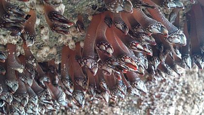 Goose Barnacles in a cave south of Cannon Beach, Oregon, Aug 2016