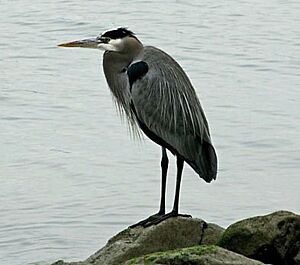 Great Blue Heron at Benicia SRA 2009