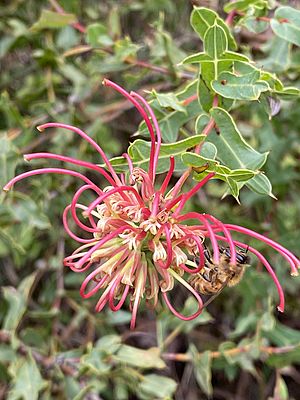 Grevillea maccutcheonii flower growing in Bowral NSW