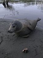 Harbor seal in Holyoke, MA. Connecticut River. 01