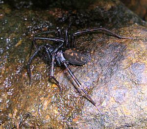 Hexathele hochstetteri, banded tunnelweb spider.JPG