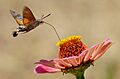 Hummingbird hawk-moth straw streched