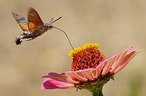Hummingbird hawk-moth straw streched