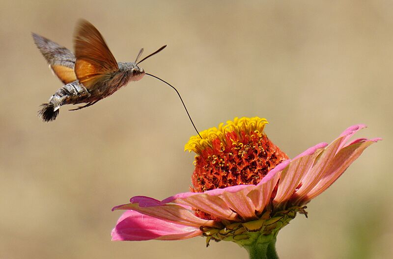 Hummingbird hawk-moth straw streched