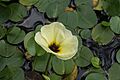 Hydrocleys nymphoides 9675