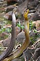 Indian Rat Snake (Grey and Yellow)