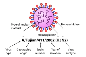 InfluenzaNomenclatureDiagram