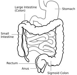 Intestine-diagram.svg