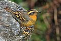 Ixoreus naevius -Washington, USA -female-8