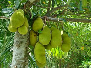 Jackfruit Bangladesh (3)