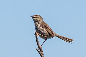 Karoo (Spotted) Prinia (10537833606).jpg