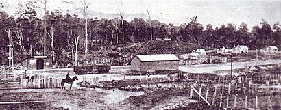 Kereru early 1890s.jpg