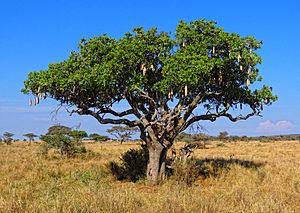 Kigelia-Africana-Serengeti