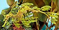 Leafy Seadragon Phycodurus eques 2500px PLW edit