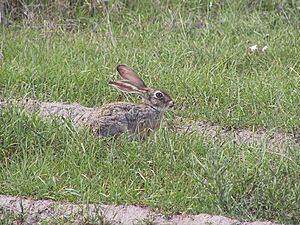 Lepus victoriae.jpg