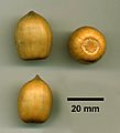 Lithocarpus densiflorus acorns