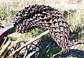Macrozamia fraseri cone