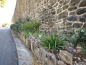 Manly Retaining Wall plantings