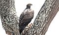 Martial Eagle (Polemaetus bellicosus) (46549231181)