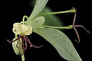 Medeola virginiana, Indian Cucumber Root, Howard County, Md, Helen Lowe Metzman 2019-10-23-18.18.02 ZS PMax UDR (49190522536)