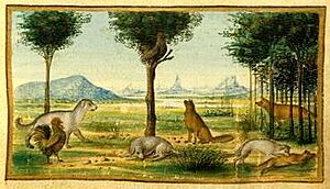 Medici Cock