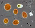 Microorganisms from the hypersaline Lake Tyrrell