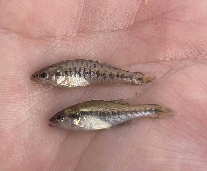 Micropterus treculii 191182149